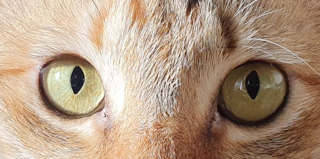 Even when cropped this cat's eyes and fur retain loads of detail on the Galaxy S10e's rear cameras