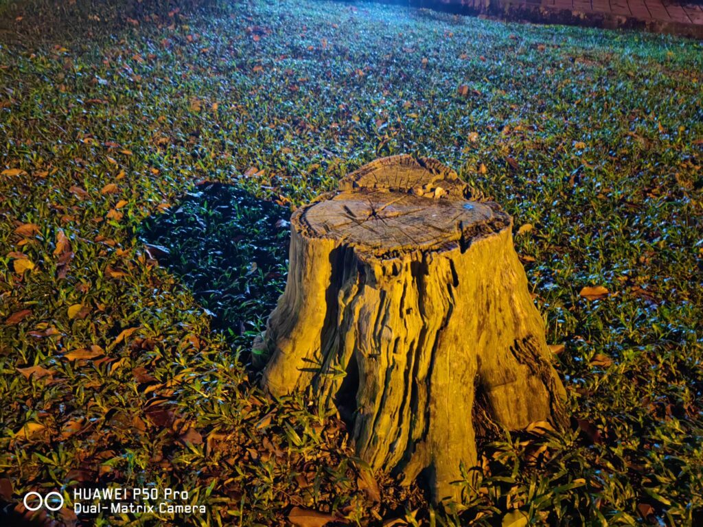 Huawei P50 Pro Review stump outdoors low light